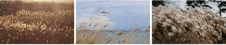 唯美芦苇荡芦苇丛野草枯草秋天植物自然风景夕阳日落美景图片素材