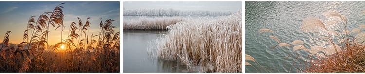 唯美芦苇荡芦苇丛野草枯草秋天植物自然风景夕阳日落美景图片素材