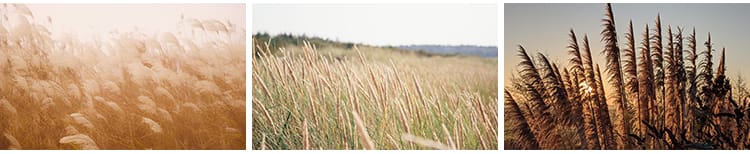 唯美芦苇荡芦苇丛野草枯草秋天植物自然风景夕阳日落美景图片素材