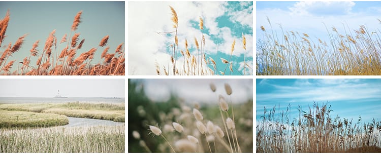 唯美芦苇荡芦苇丛野草枯草秋天植物自然风景夕阳日落美景图片素材