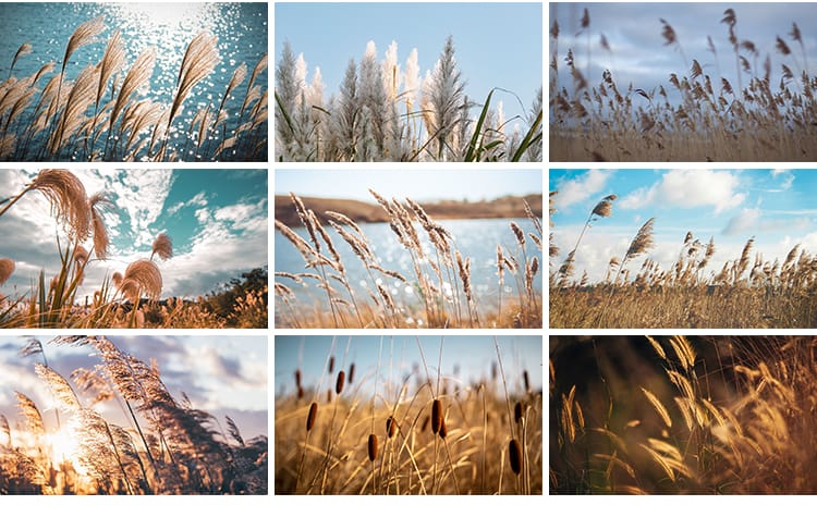 唯美芦苇荡芦苇丛野草枯草秋天植物自然风景夕阳日落美景图片素材