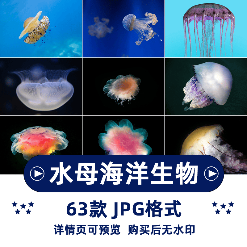 60张水母海洋生物横版高清抖音自媒体pr剪辑背景图片素材