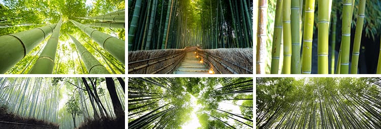 竹林竹子竹叶子绿色小清新青翠植物背景自然风景摄影JPG图片素材