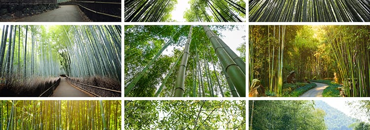 竹林竹子竹叶子绿色小清新青翠植物背景自然风景摄影JPG图片素材