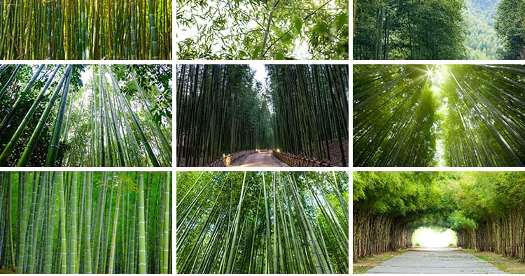 竹林竹子竹叶子绿色小清新青翠植物背景自然风景摄影JPG图片素材