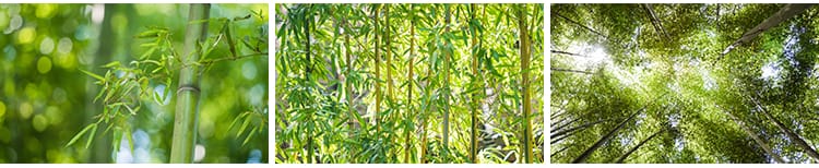 竹林竹子竹叶子绿色小清新青翠植物背景自然风景摄影JPG图片素材