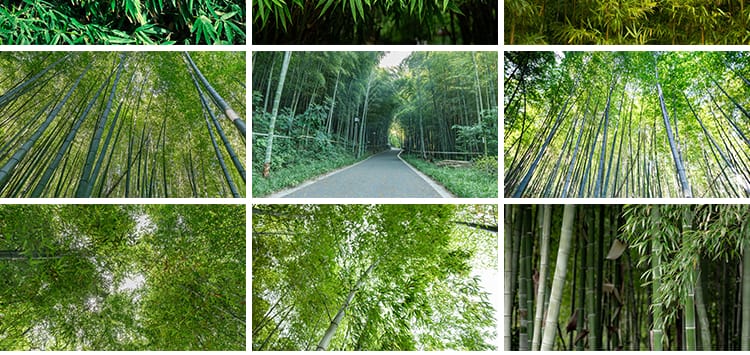 竹林竹子竹叶子绿色小清新青翠植物背景自然风景摄影JPG图片素材