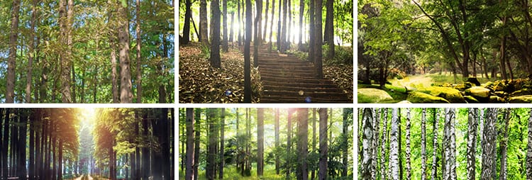 绿色森林树林小路唯美绿叶绿树大树清新风景抖音图片高清设计素材