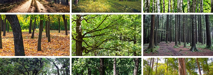 绿色森林树林小路唯美绿叶绿树大树清新风景抖音图片高清设计素材