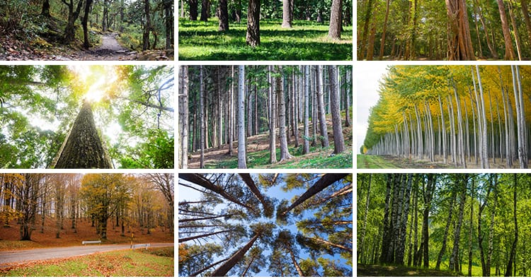 绿色森林树林小路唯美绿叶绿树大树清新风景抖音图片高清设计素材