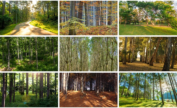 绿色森林树林小路唯美绿叶绿树大树清新风景抖音图片高清设计素材