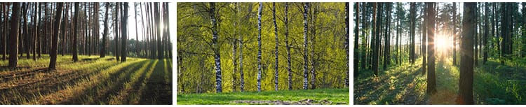 绿色森林树林小路唯美绿叶绿树大树清新风景抖音图片高清设计素材