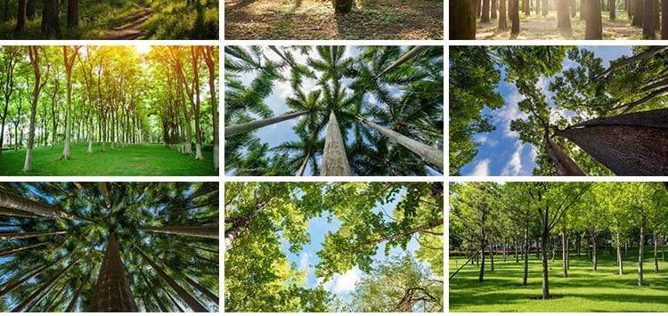 绿色森林树林小路唯美绿叶绿树大树清新风景抖音图片高清设计素材