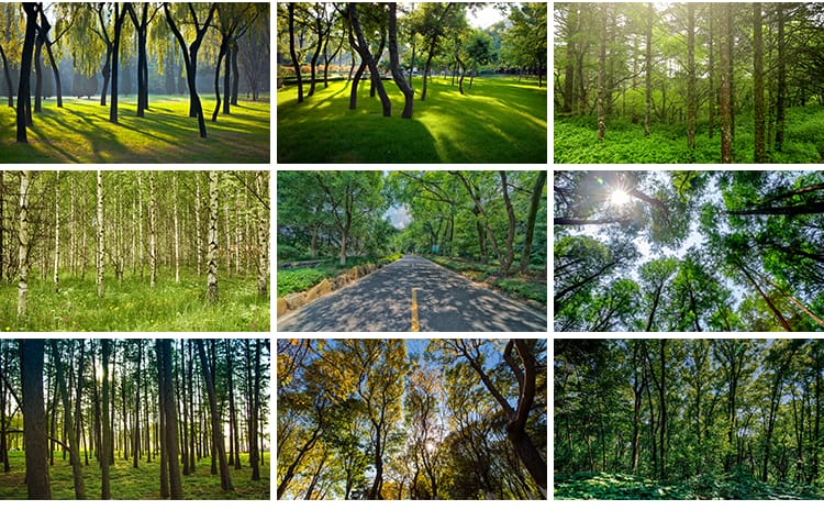 绿色森林树林小路唯美绿叶绿树大树清新风景抖音图片高清设计素材