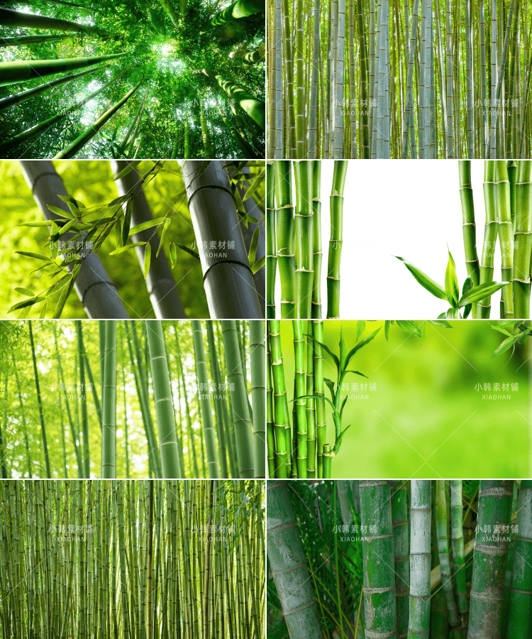 100张竹林竹子风景横版高清抖音自媒体pr剪辑背景图片素材