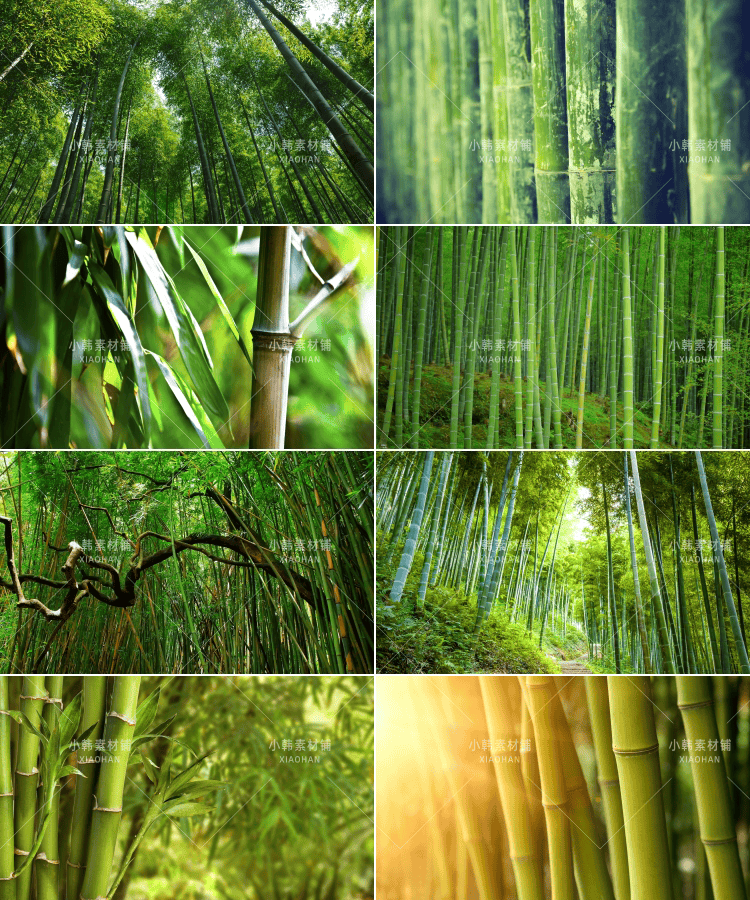 100张竹林竹子风景横版高清抖音自媒体pr剪辑背景图片素材