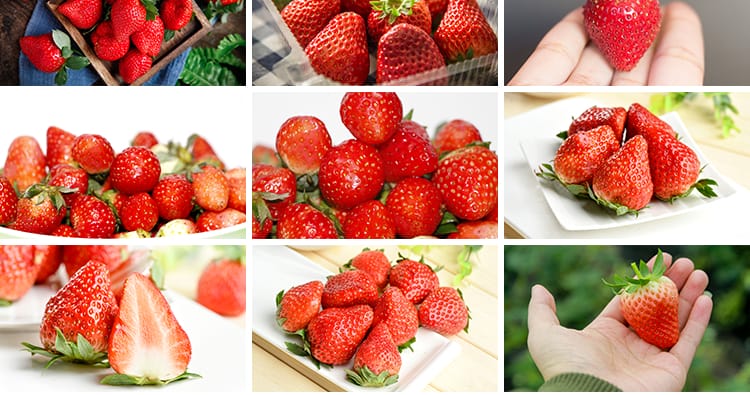 新鲜水果草莓特写草莓园果蔬美食高清实拍摄影照设计背景图片素材