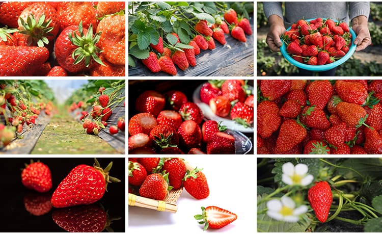 新鲜水果草莓特写草莓园果蔬美食高清实拍摄影照设计背景图片素材