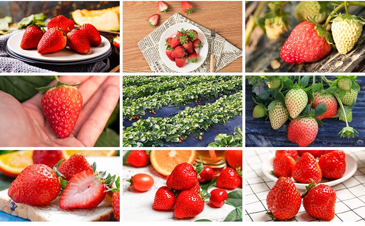 新鲜水果草莓特写草莓园果蔬美食高清实拍摄影照设计背景图片素材