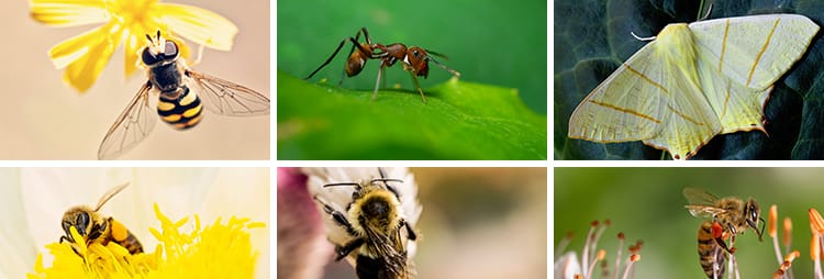 昆虫动物甲虫螳螂蝴蝶蜜蜂蜗牛微距特写摄影JPG高清图片照片素材