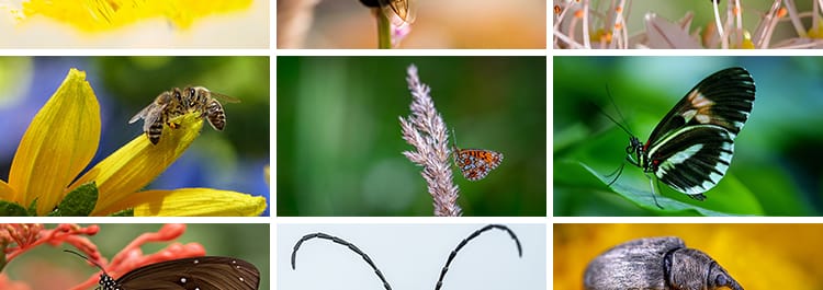 昆虫动物甲虫螳螂蝴蝶蜜蜂蜗牛微距特写摄影JPG高清图片照片素材