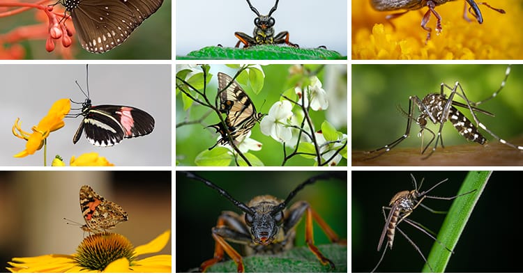 昆虫动物甲虫螳螂蝴蝶蜜蜂蜗牛微距特写摄影JPG高清图片照片素材