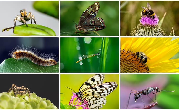 昆虫动物甲虫螳螂蝴蝶蜜蜂蜗牛微距特写摄影JPG高清图片照片素材