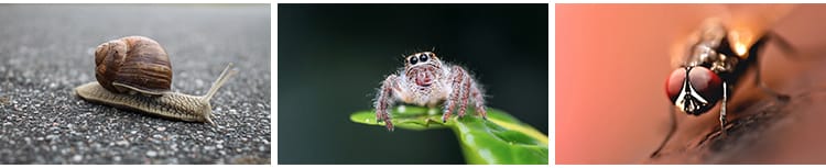 昆虫动物甲虫螳螂蝴蝶蜜蜂蜗牛微距特写摄影JPG高清图片照片素材