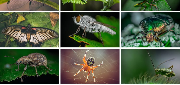 昆虫动物甲虫螳螂蝴蝶蜜蜂蜗牛微距特写摄影JPG高清图片照片素材