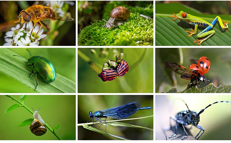 昆虫动物甲虫螳螂蝴蝶蜜蜂蜗牛微距特写摄影JPG高清图片照片素材