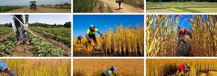 农村田园种地乡村种田插秧农耕春耕播种丰收劳动抖音图片设计素材