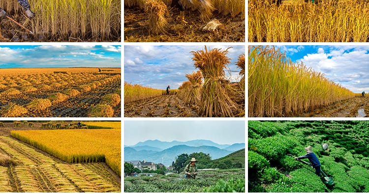 农村田园种地乡村种田插秧农耕春耕播种丰收劳动抖音图片设计素材