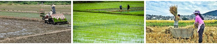 农村田园种地乡村种田插秧农耕春耕播种丰收劳动抖音图片设计素材