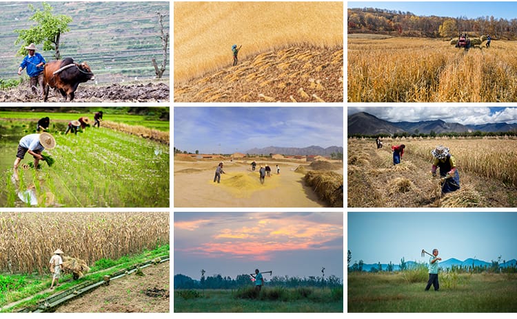 农村田园种地乡村种田插秧农耕春耕播种丰收劳动抖音图片设计素材