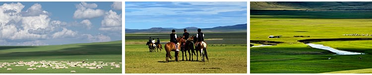 内蒙古呼伦贝尔大草原草地旅游风景牛羊马群牧场摄影高清图片素材