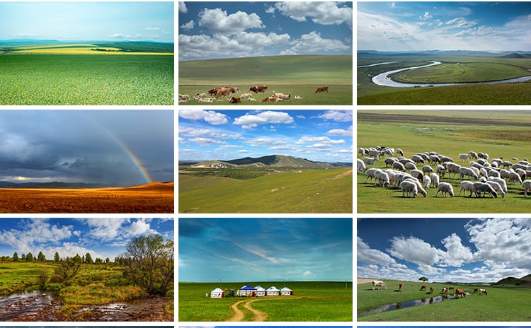 内蒙古呼伦贝尔大草原草地旅游风景牛羊马群牧场摄影高清图片素材