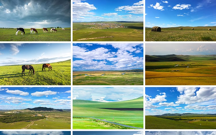 内蒙古呼伦贝尔大草原草地旅游风景牛羊马群牧场摄影高清图片素材