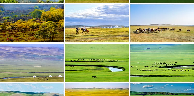 内蒙古呼伦贝尔大草原草地旅游风景牛羊马群牧场摄影高清图片素材