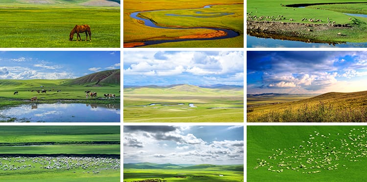 内蒙古呼伦贝尔大草原草地旅游风景牛羊马群牧场摄影高清图片素材