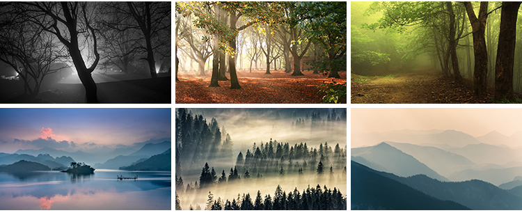 原始森林迷雾阴森恐怖树林雾气晨雾云雾缭绕自然美景风景图片素材