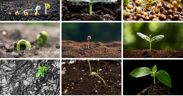 春天植物发芽生长嫩芽萌芽土壤成长希望绿色青草生机高清图片素材