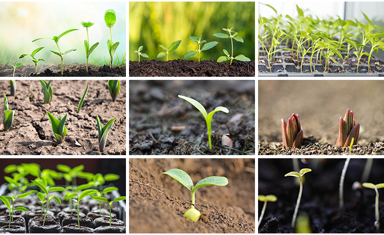 春天植物发芽生长嫩芽萌芽土壤成长希望绿色青草生机高清图片素材