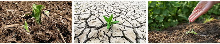 春天植物发芽生长嫩芽萌芽土壤成长希望绿色青草生机高清图片素材