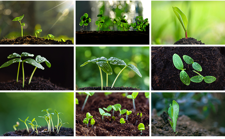 春天植物发芽生长嫩芽萌芽土壤成长希望绿色青草生机高清图片素材