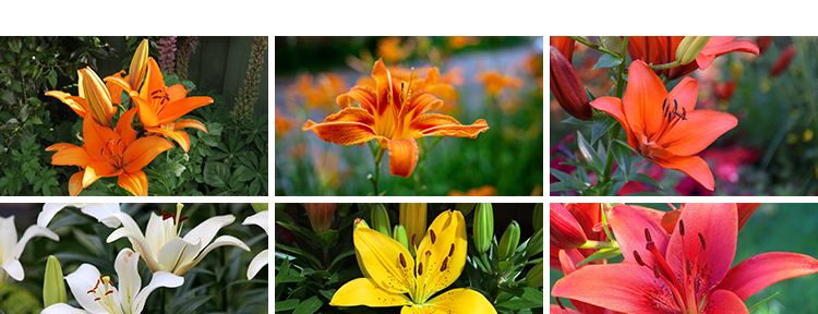 百合花唯美花朵特写花卉植物鲜花盛开绽放花蕊花瓣摄影照图片素材