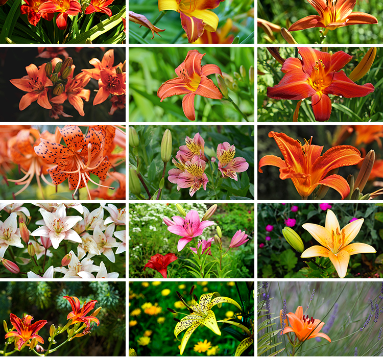 百合花唯美花朵特写花卉植物鲜花盛开绽放花蕊花瓣摄影照图片素材