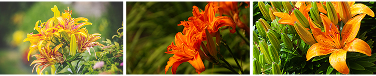 百合花唯美花朵特写花卉植物鲜花盛开绽放花蕊花瓣摄影照图片素材