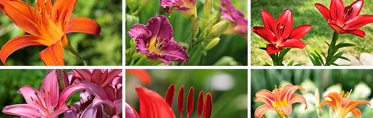 百合花唯美花朵特写花卉植物鲜花盛开绽放花蕊花瓣摄影照图片素材