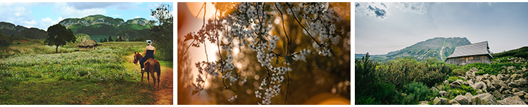 春暖花开唯美春天花朵植物春季初春萌芽发芽开花自然风景图片素材