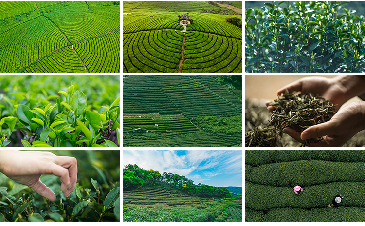茶园茶山上茶叶茶树嫩芽绿茶采茶梯田茶场田园自然风光图片照素材